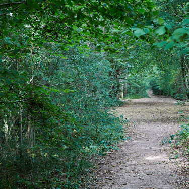 A beautiful woodland path at Hackhurst for wandering and contemplation